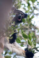 صورة Indri É. Geoffroy Saint-Hilaire & G. Cuvier 1796