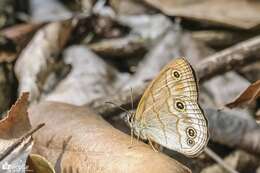 Image de Palaeonympha opalina Butler 1871