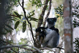 صورة Indri É. Geoffroy Saint-Hilaire & G. Cuvier 1796