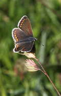 Image of brown argus