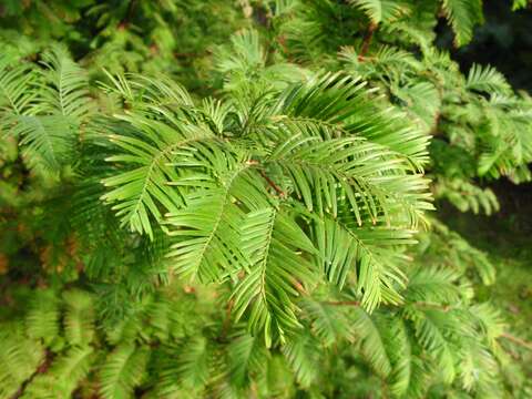 Image of dawn redwood