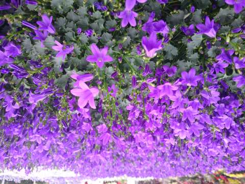 Image of Campanula portenschlagiana Schult.