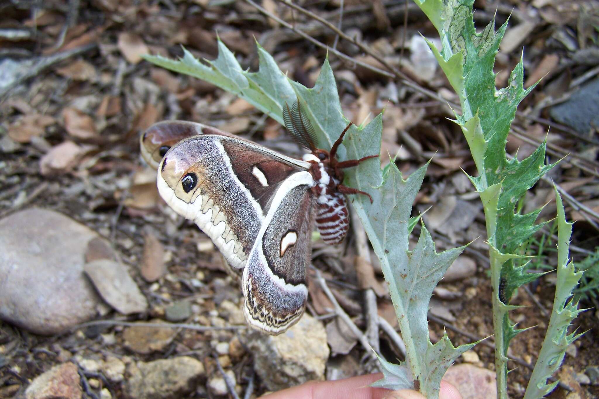 Image of Glover's Silkmoth