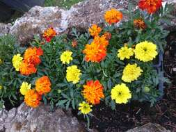 Image of French marigold