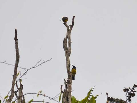 Image of Cyanicterus Bonaparte 1850