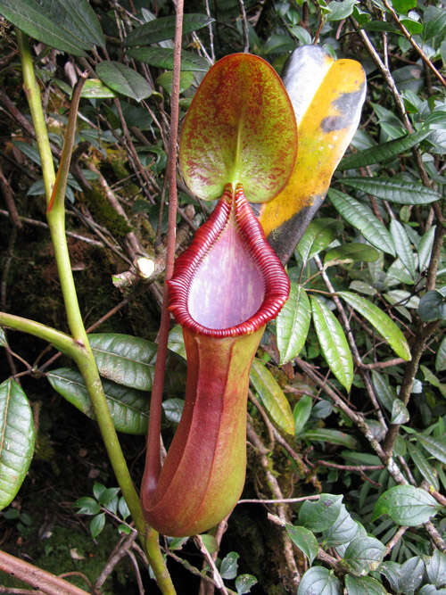 Image of Nepenthes trusmadiensis Marabini