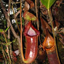 Image of Nepenthes trusmadiensis Marabini