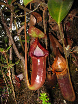 Image of Nepenthes trusmadiensis Marabini