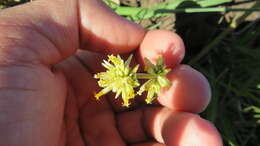 Image of Gomphrena perennis L.