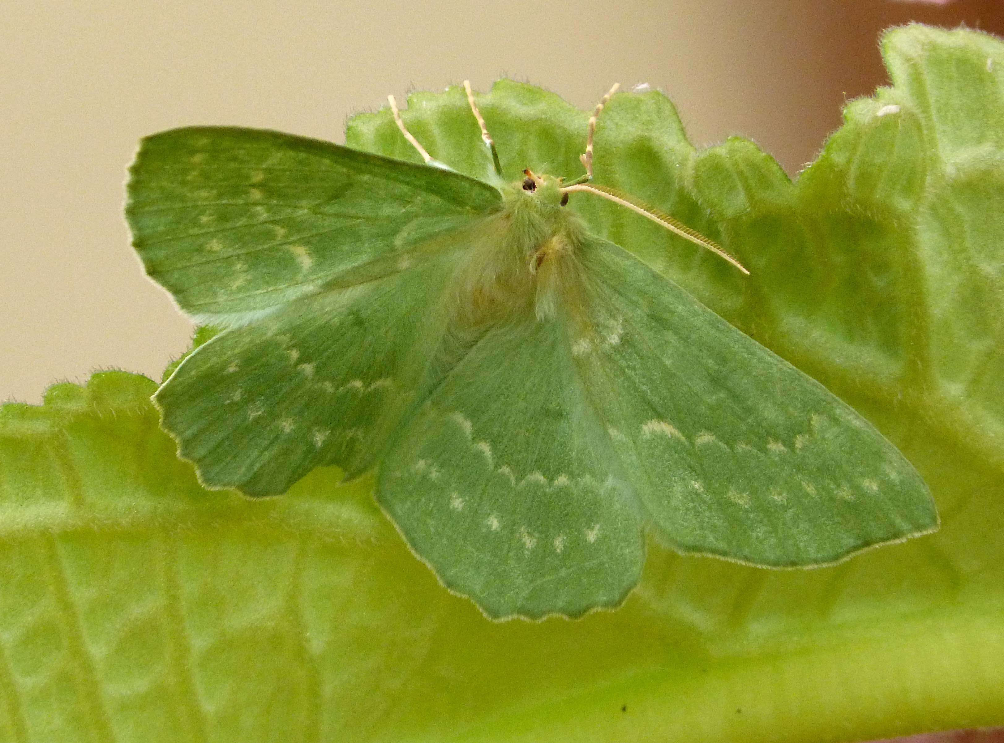 Imagem de Geometra papilionaria Linnaeus 1758