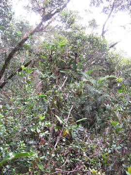 Image of Nepenthes trusmadiensis Marabini