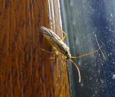 Image of Two-spotted Grass Bug