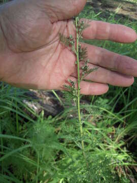 Image of Roman wormwood