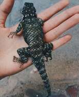 Image of Sceloporus torquatus melanogaster Cope 1885