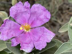 Image of Cistus ocreatus C. Sm. ex Buch.