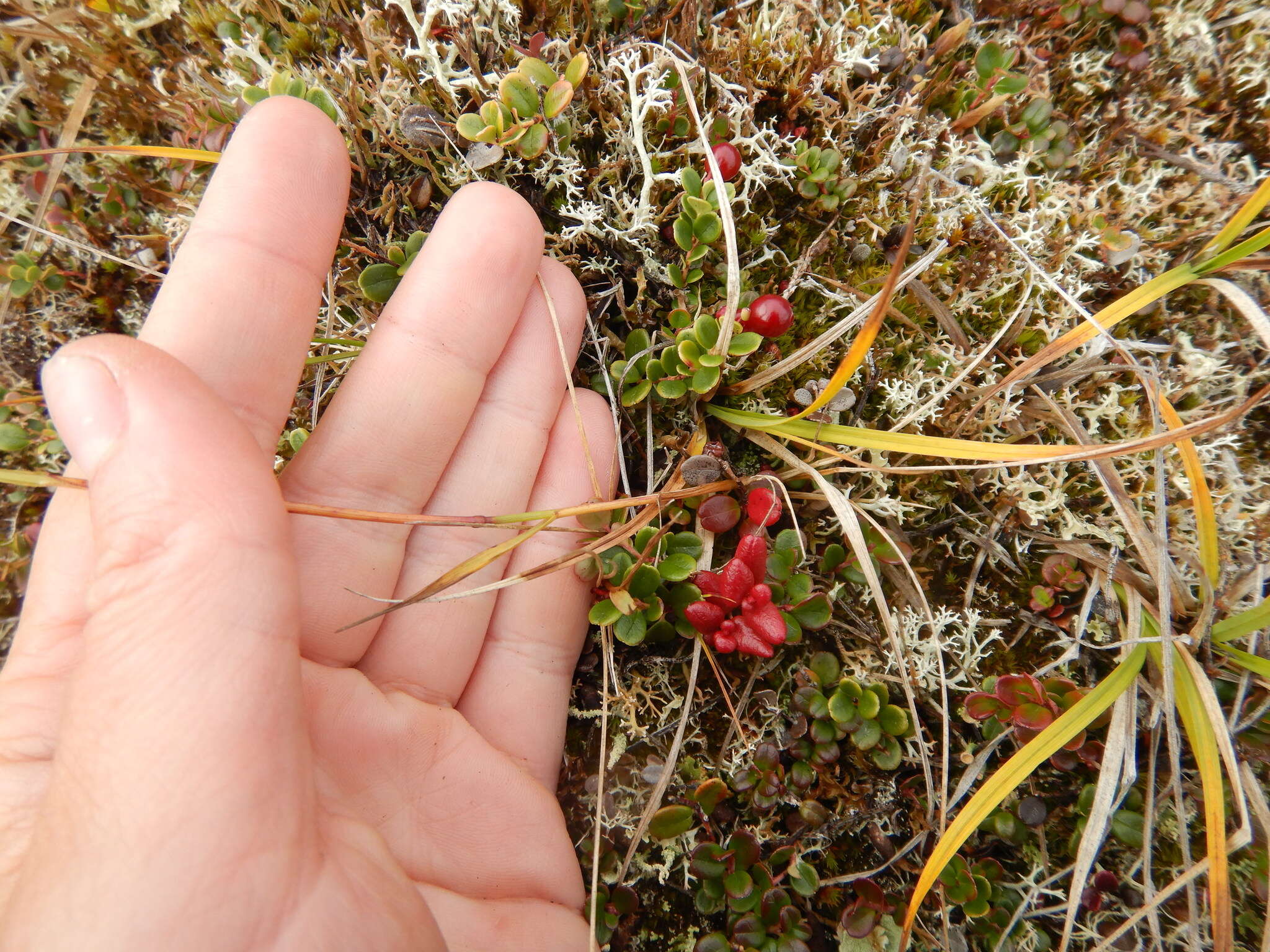 Image of Holm's reedgrass