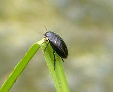 Image of Agabus (Gaurodytes) bipustulatus (Linnaeus 1767)