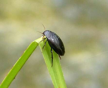 صورة Agabus (Gaurodytes) bipustulatus (Linnaeus 1767)