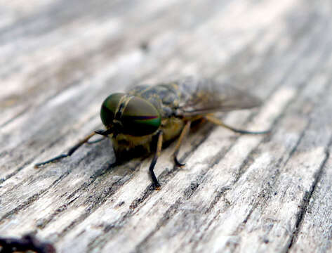 Image of Tabanus bromius Linnaeus 1758