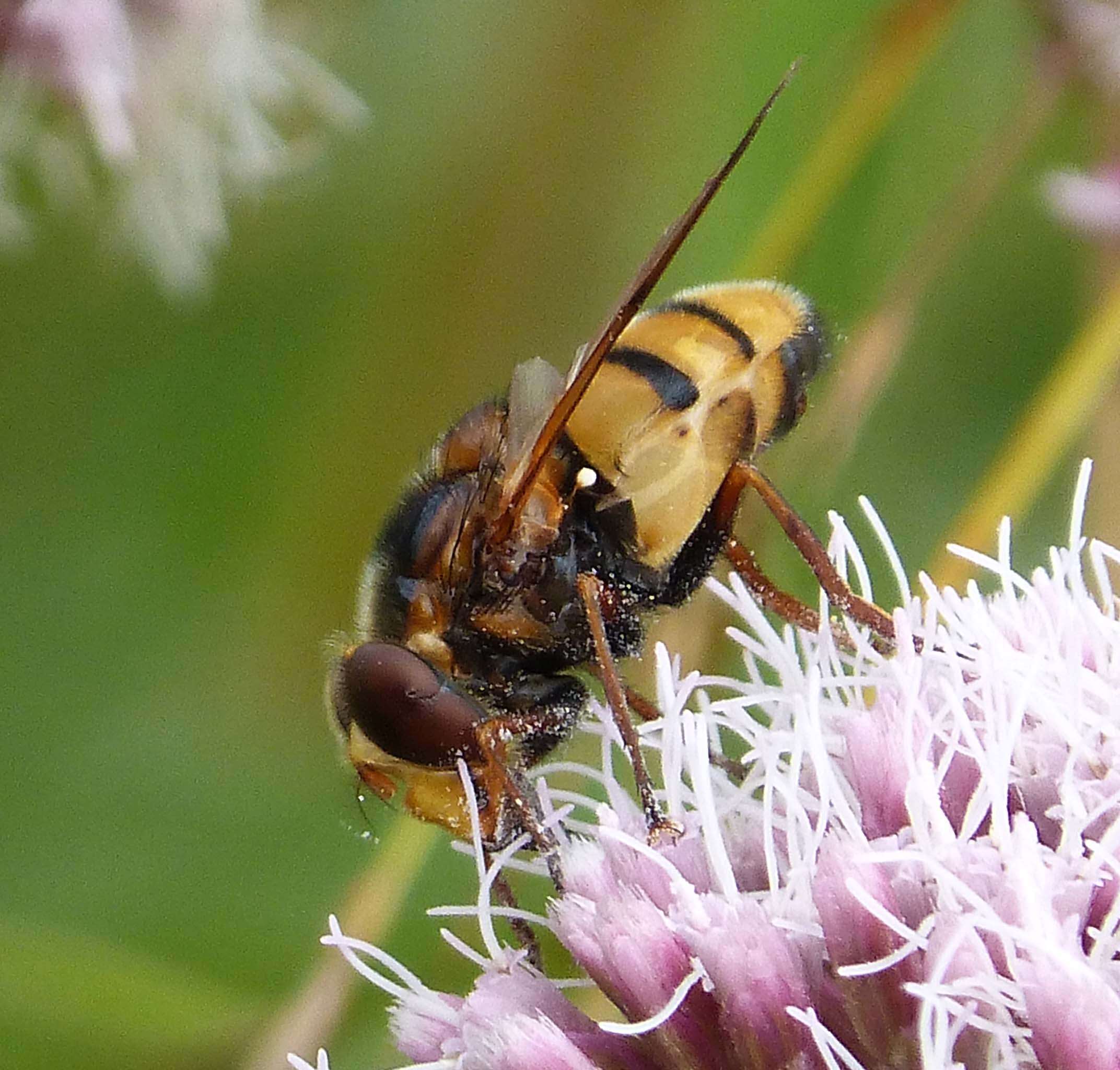 Image of lesser hornet hoverfly