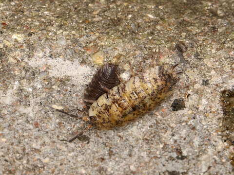 Image of common rough woodlouse