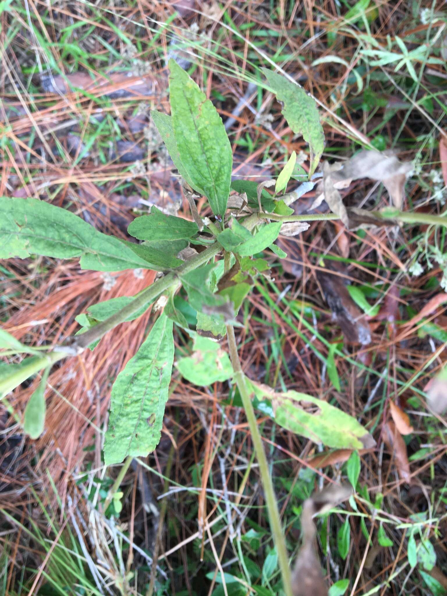 Image of Small-Flower Thoroughwort