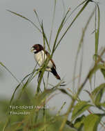 Image of Five-colored Munia