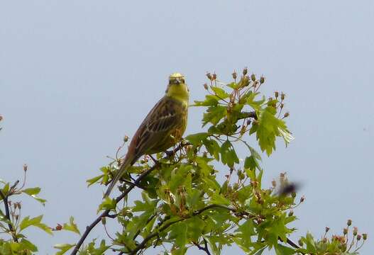 Image of Yellowhammer