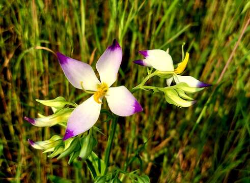 Image of Exacum tetragonum Roxb.