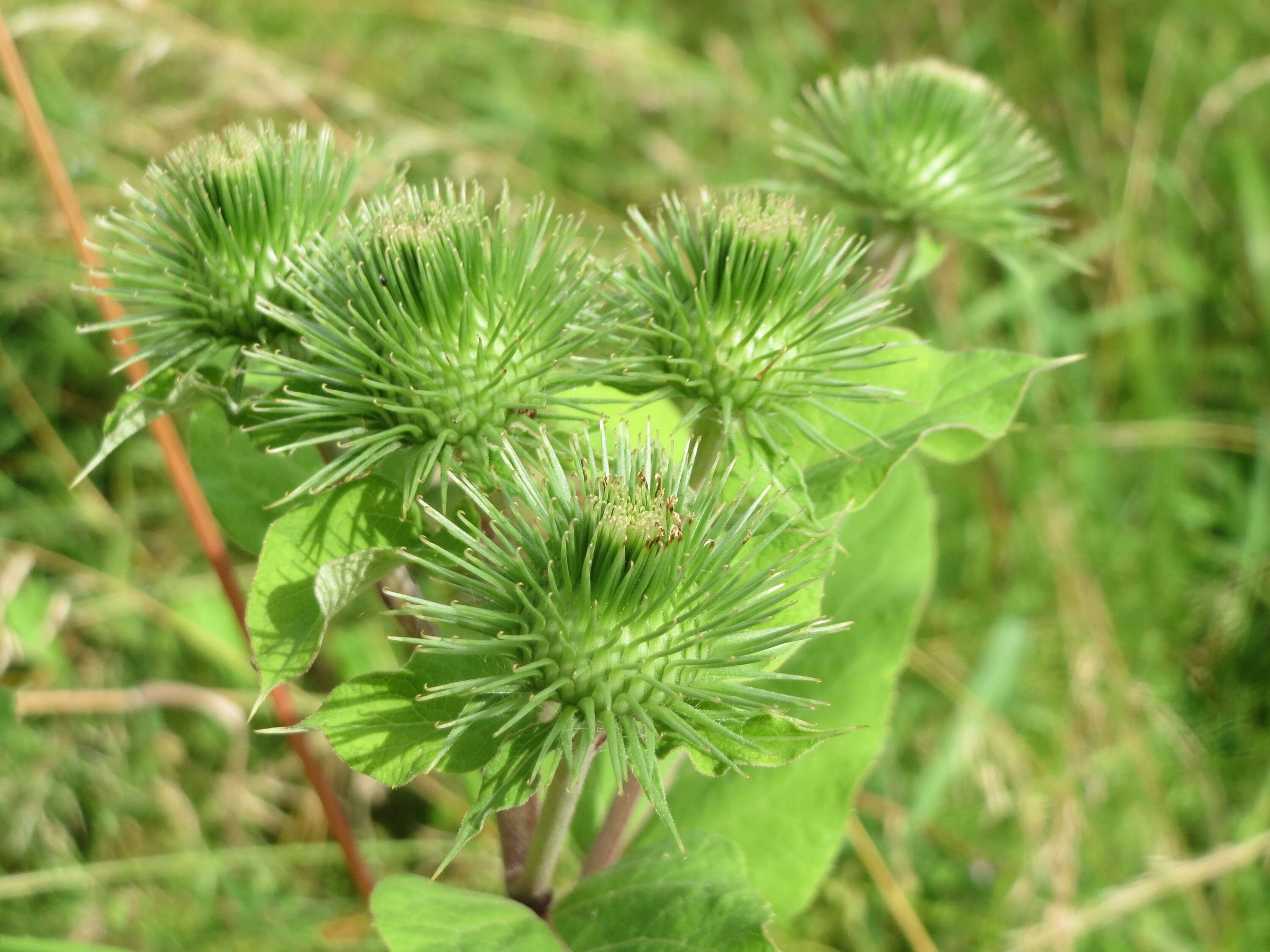 Image of greater burdock