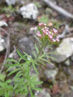 Image of Centranthus calcitrapae (L.) Dufr.