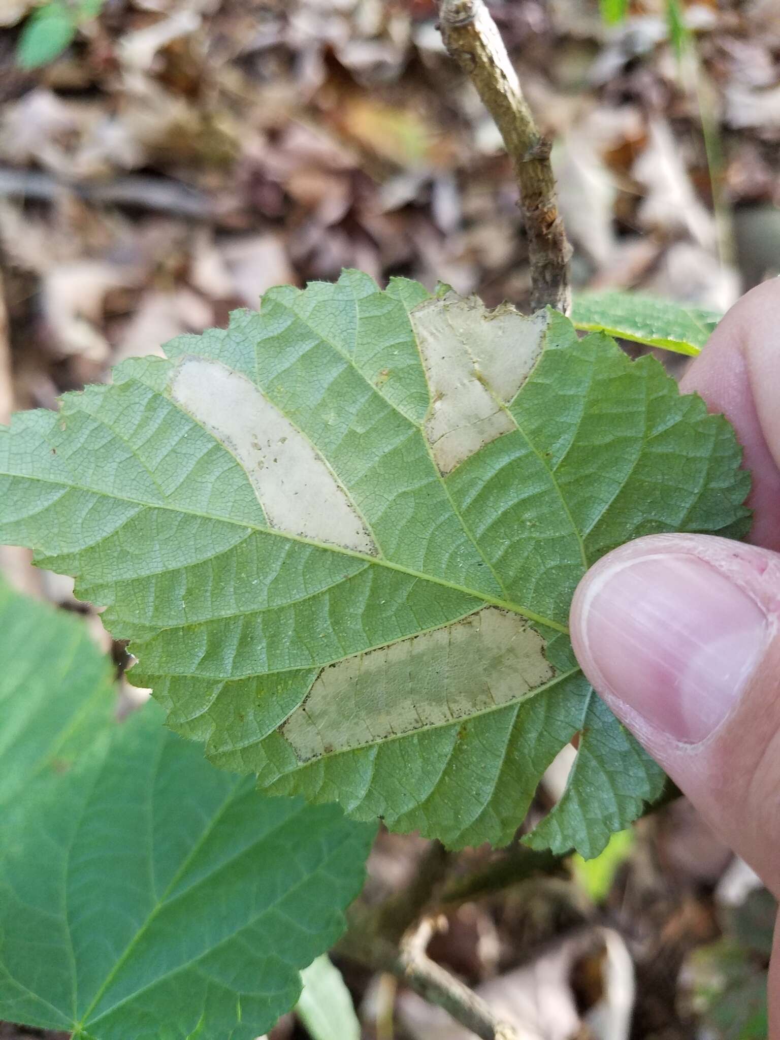 Phyllonorycter lucetiella (Clemens 1859)的圖片