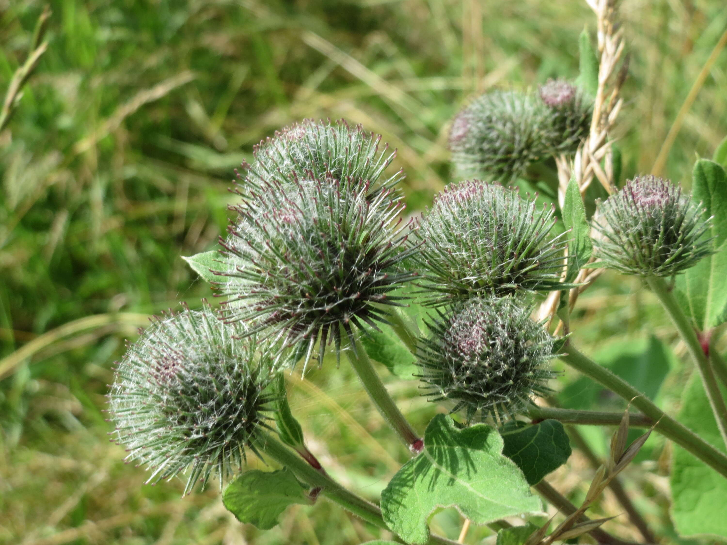 Image of woolly burdock