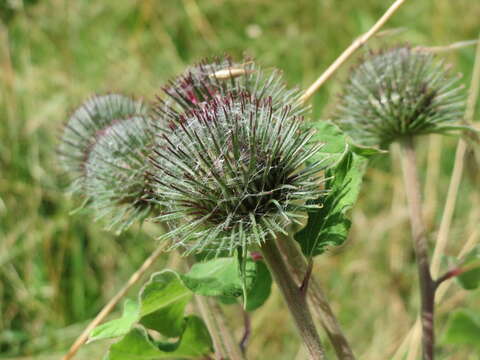 Image of woolly burdock