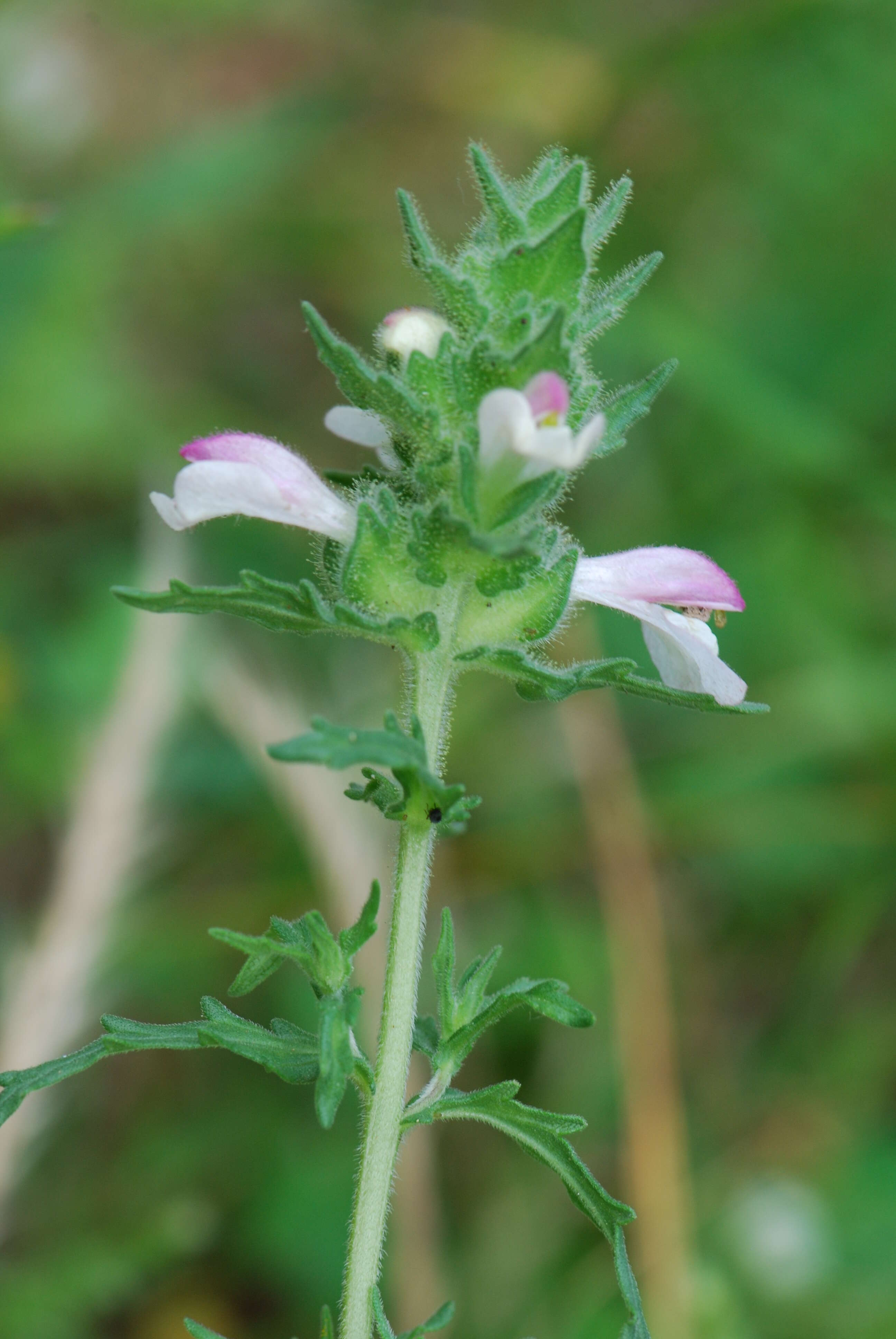 Image of Mediterranean lineseed