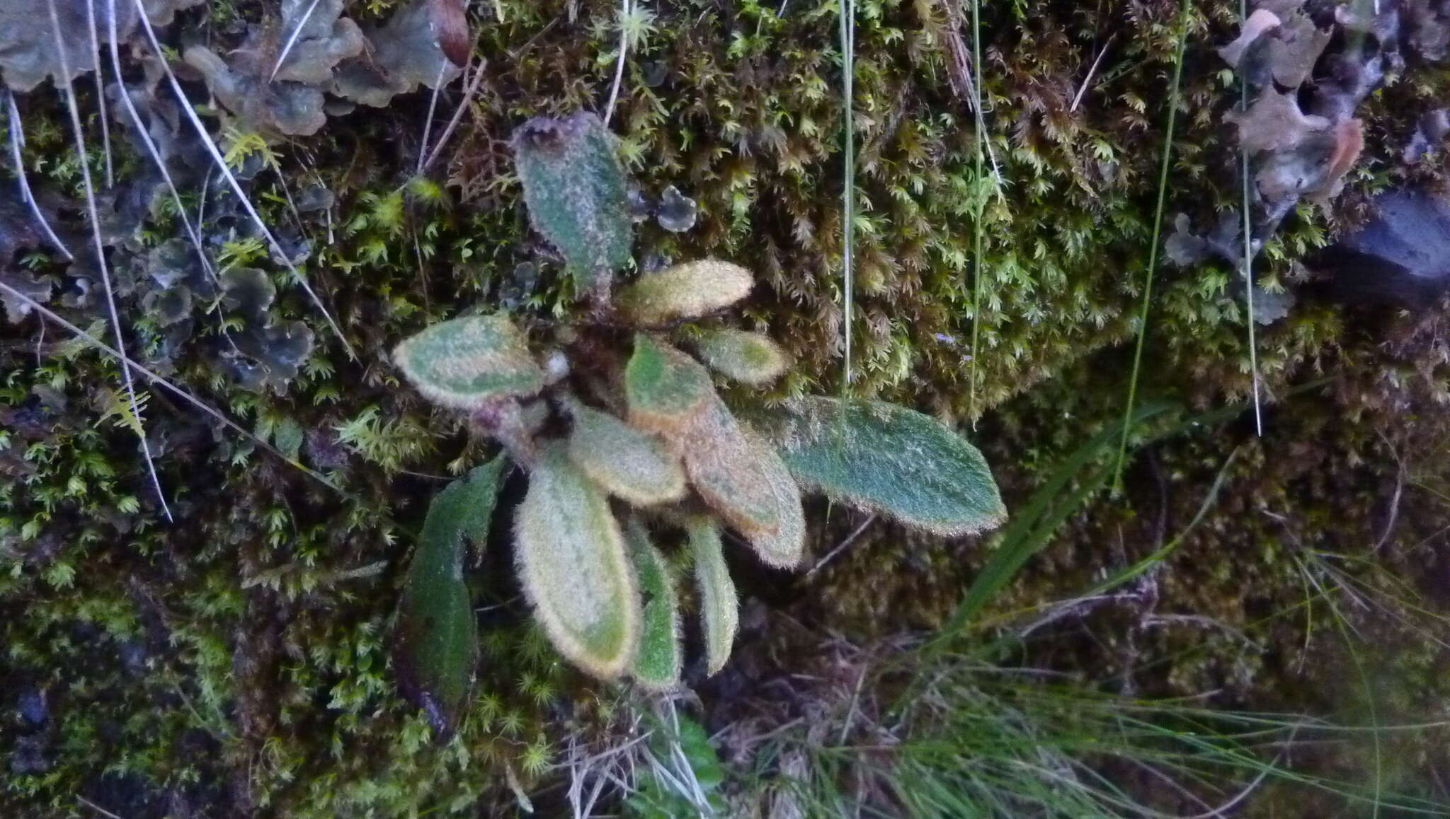 Image of Elaphoglossum spatulatum (Bory) Moore