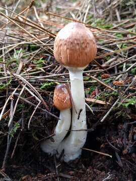 Image of Lepiota rubrotinctoides Murrill 1912