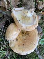 صورة Lactarius acerrimus Britzelm. 1893