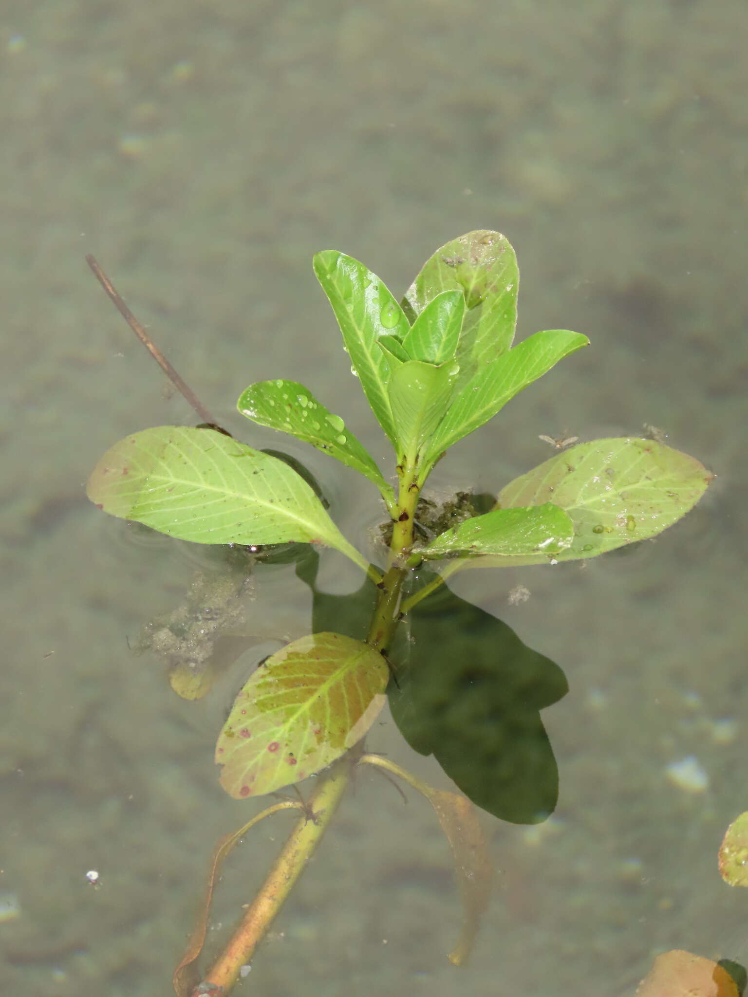 Image of Ludwigia taiwanensis C. I. Peng