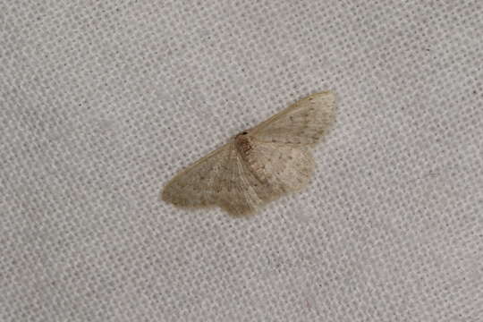 Image of Idaea lucida Turner 1942