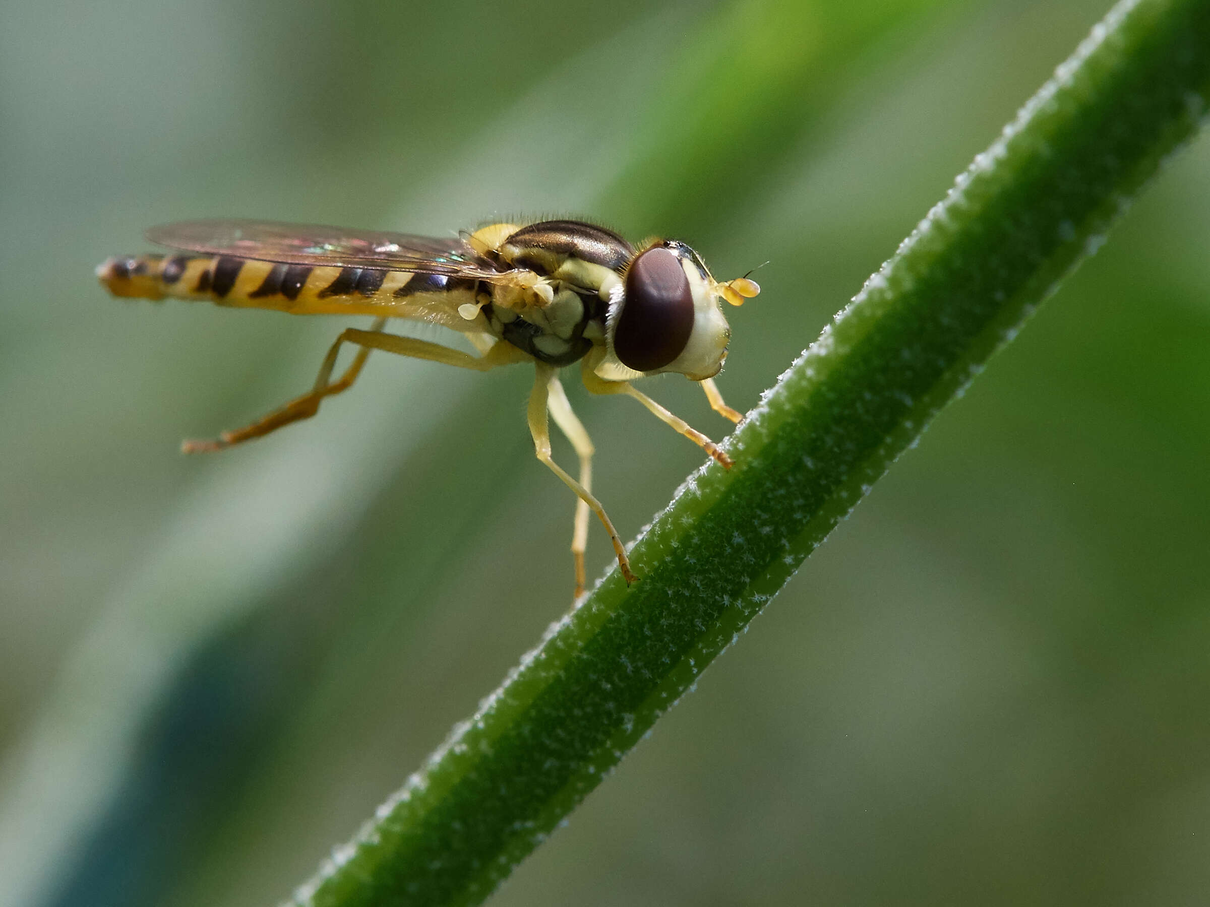 Sphaerophoria scripta (Linnaeus 1758) resmi