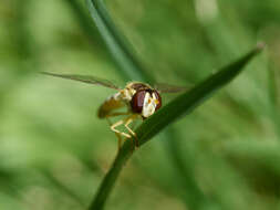 Image of Sphaerophoria scripta (Linnaeus 1758)