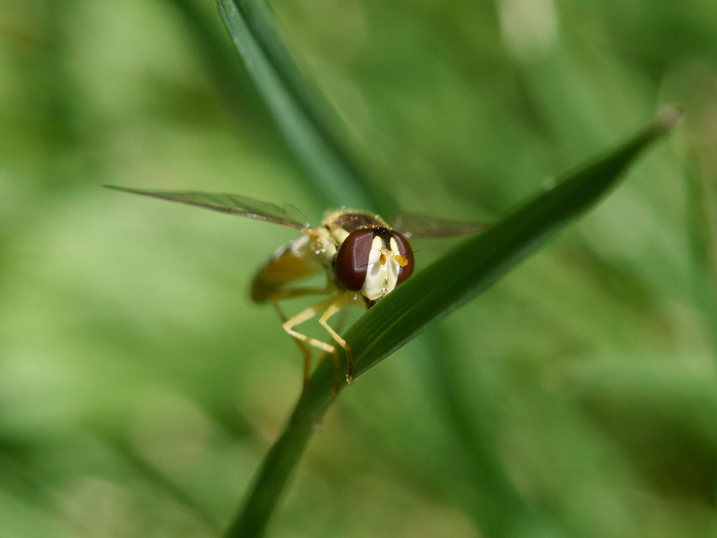 Sphaerophoria scripta (Linnaeus 1758) resmi