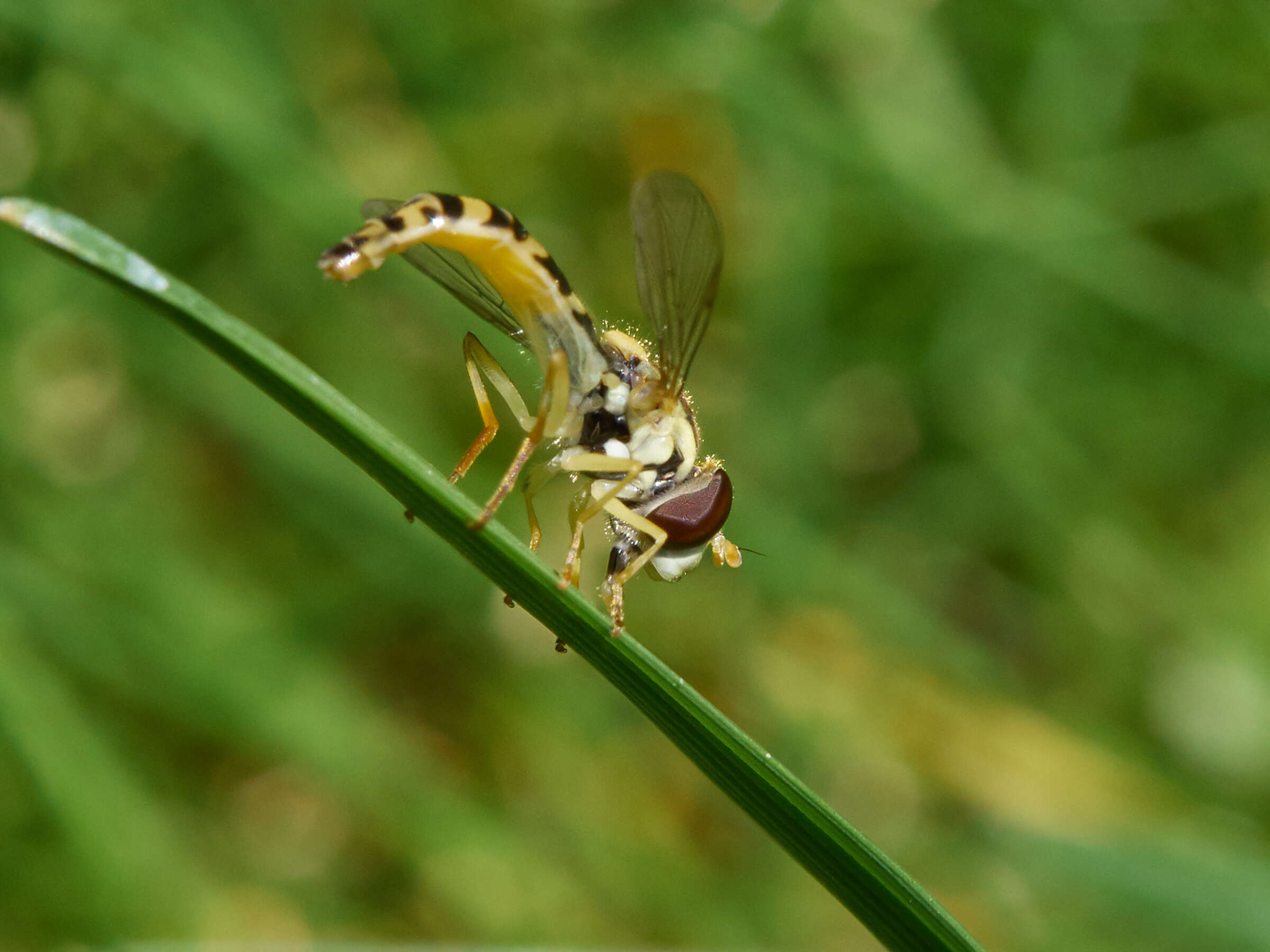 Sphaerophoria scripta (Linnaeus 1758) resmi