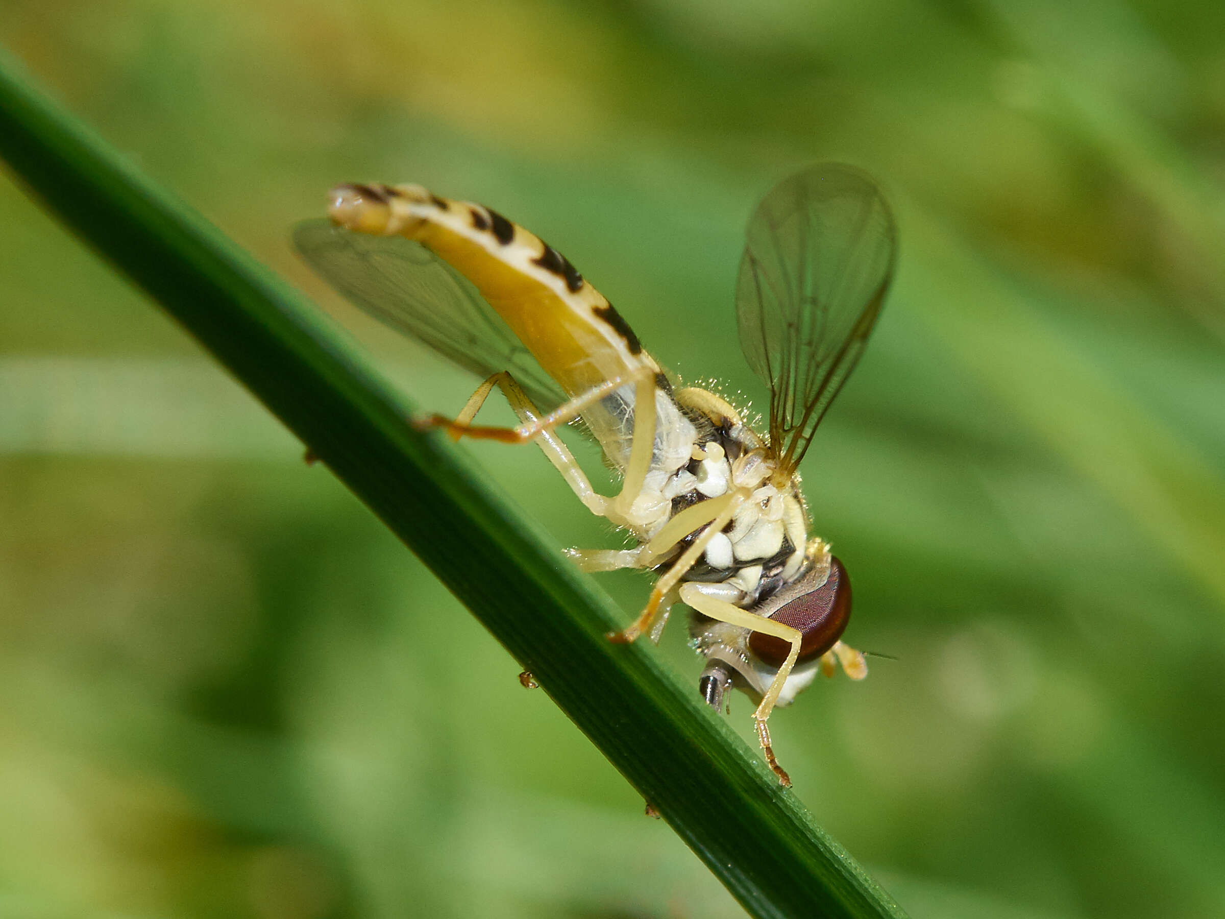 Sphaerophoria scripta (Linnaeus 1758) resmi