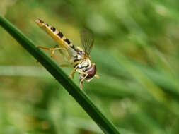 Image of Sphaerophoria scripta (Linnaeus 1758)