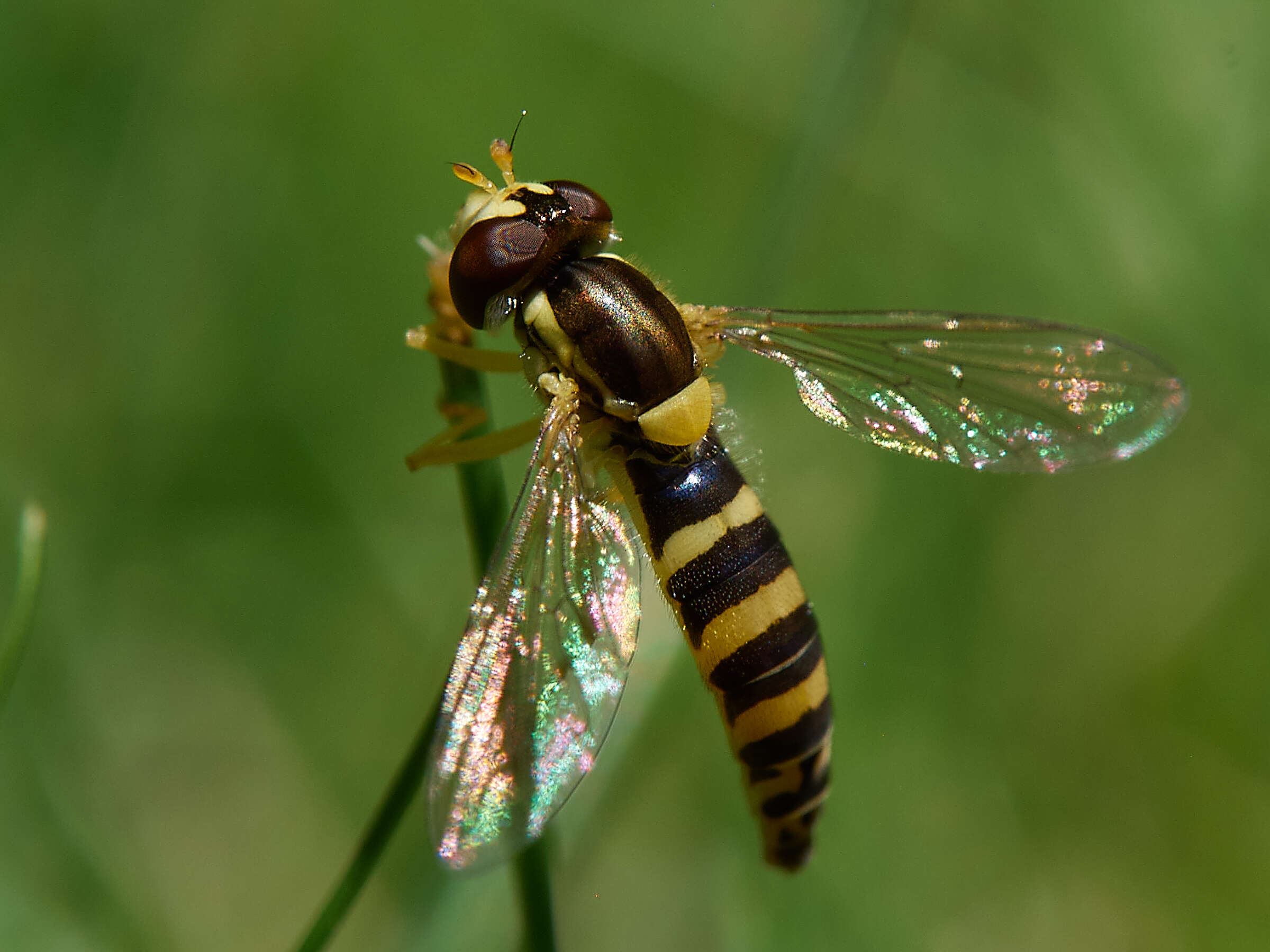 Sphaerophoria scripta (Linnaeus 1758) resmi