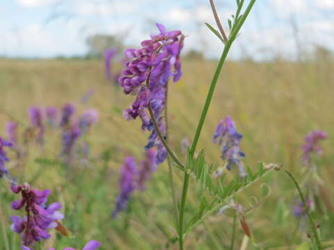 Image of bird vetch