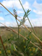 Image of Hairy Tare