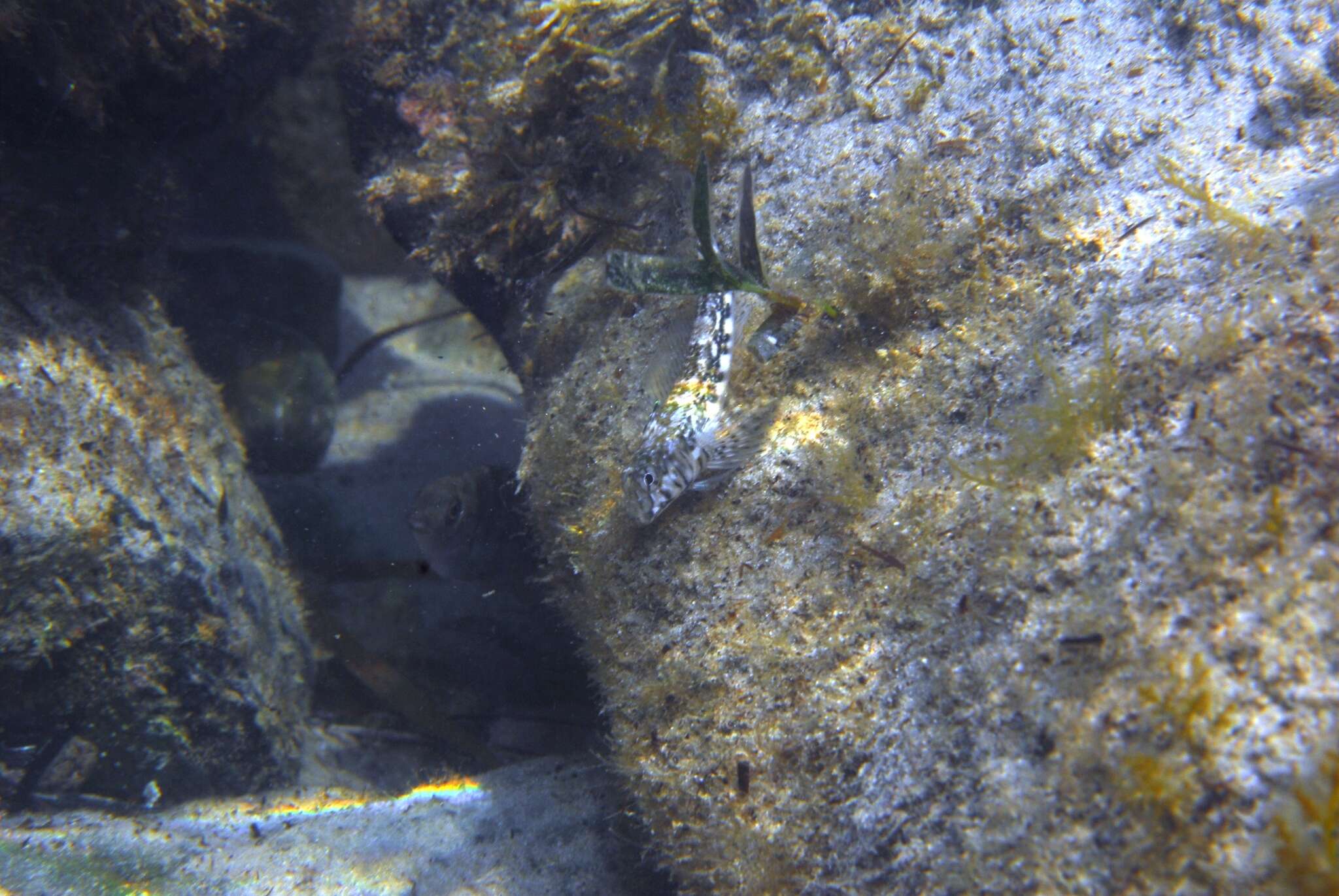 Image of Western Jumping Blenny